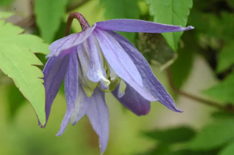 Types of Clematis Plants