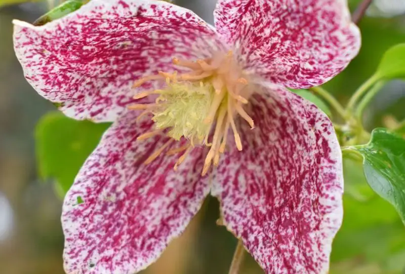 Types of Clematis Plants