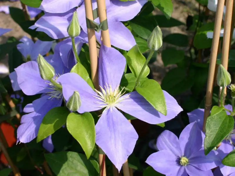 Types of Clematis Plants