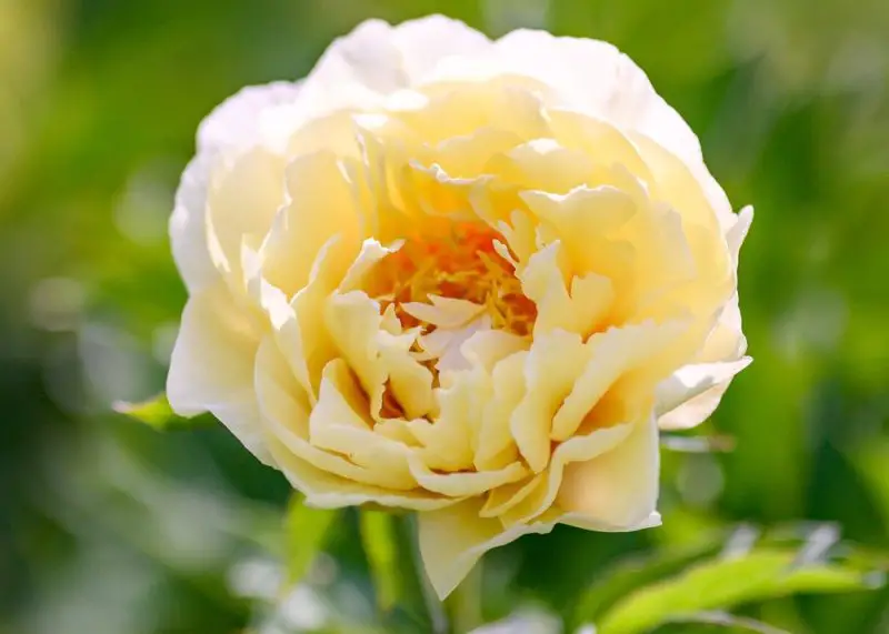 Yellow Peonies