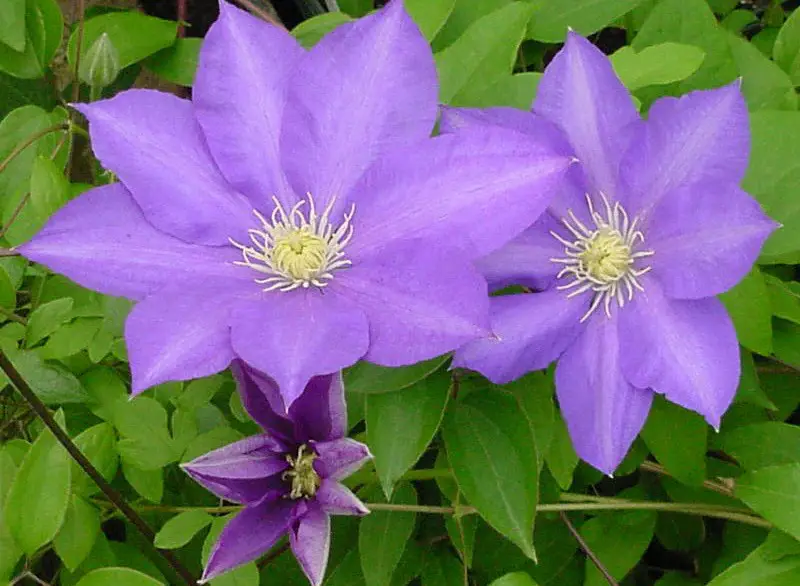 Types of Clematis Plants