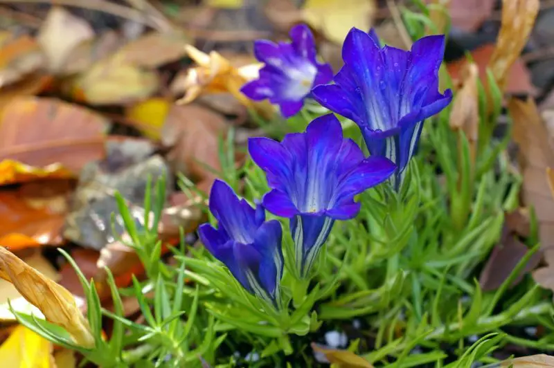 Flowers That Bloom in Autumn