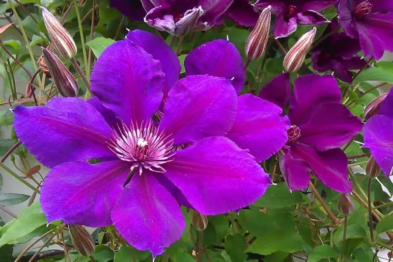 Types of Clematis Plants