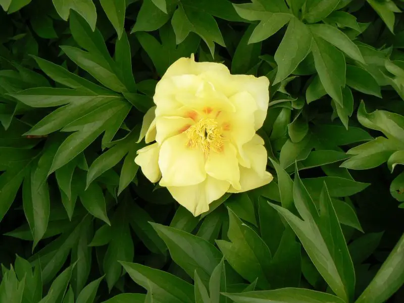 Yellow Peonies