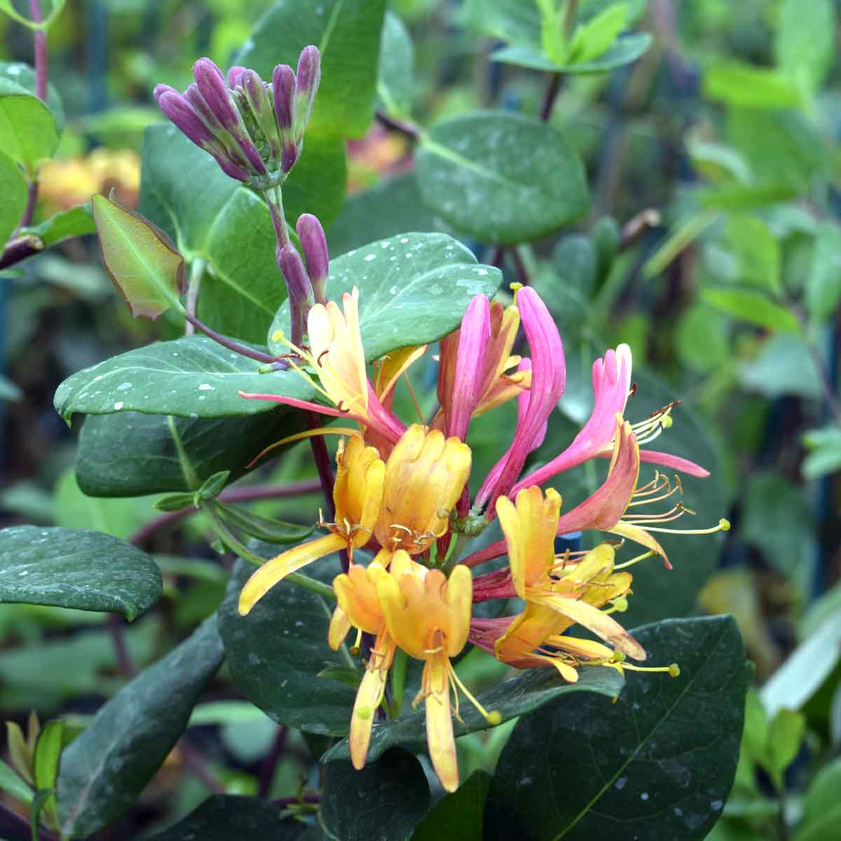 Types of Honeysuckle Plants