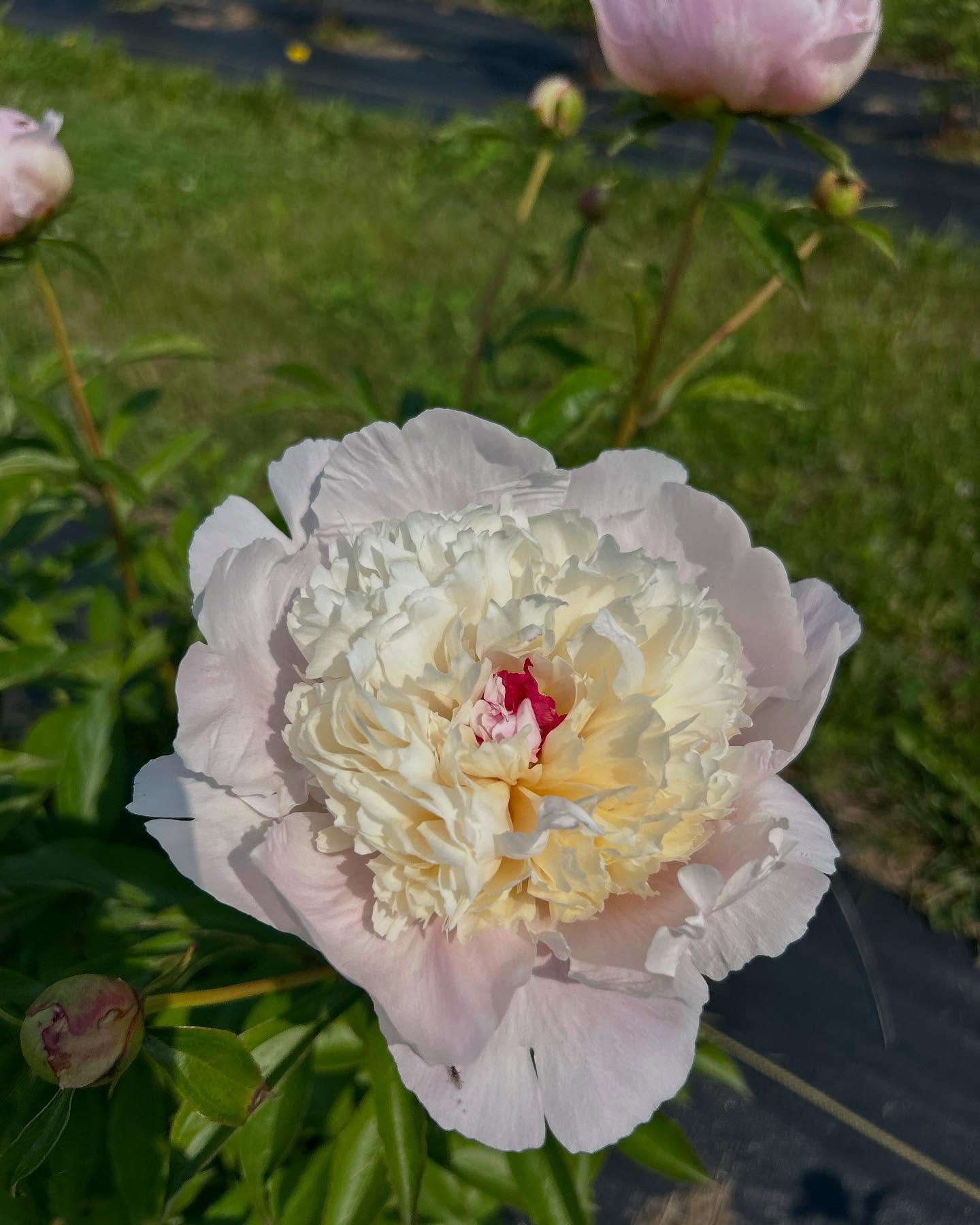 Yellow Peonies