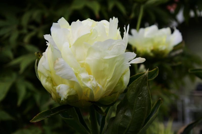 Yellow Peonies