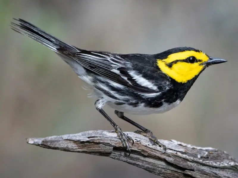 Rare Birds of Texas