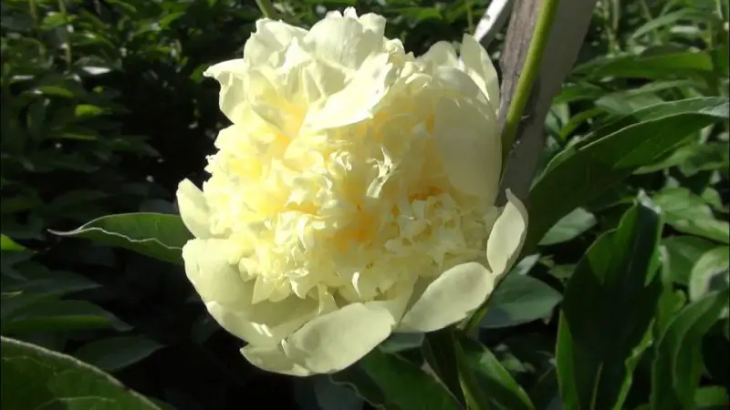 Yellow Peonies
