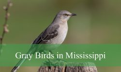 20 Gray Birds in Mississippi (With Pictures and Identification)