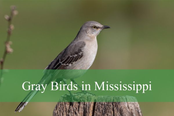 Gray Birds in Mississippi