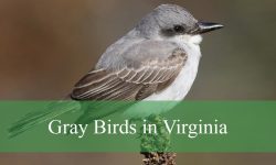22 Gray Birds in Virginia (With Pictures and Identification)