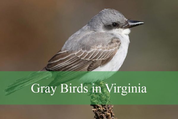 Gray Birds in Virginia