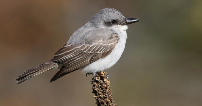 Gray Birds in Virginia