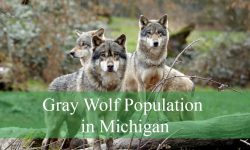 Discovering the Gray Wolf Population in Michigan