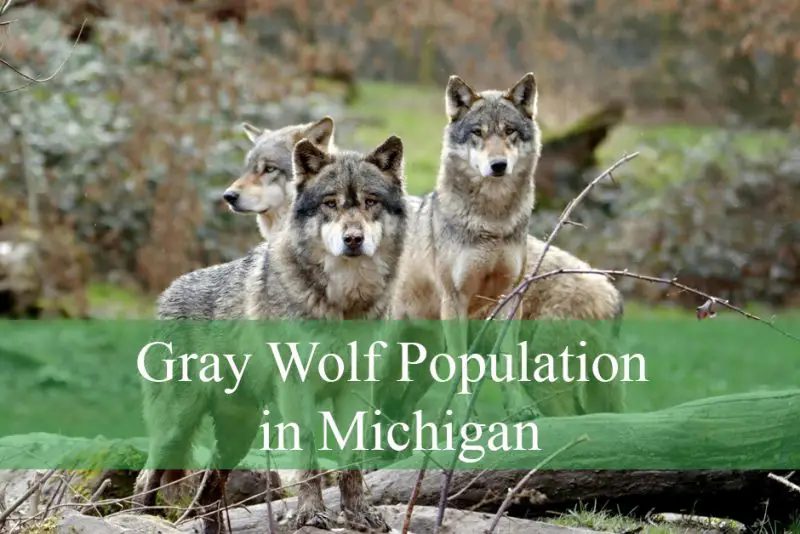 Gray Wolf Population in Michigan
