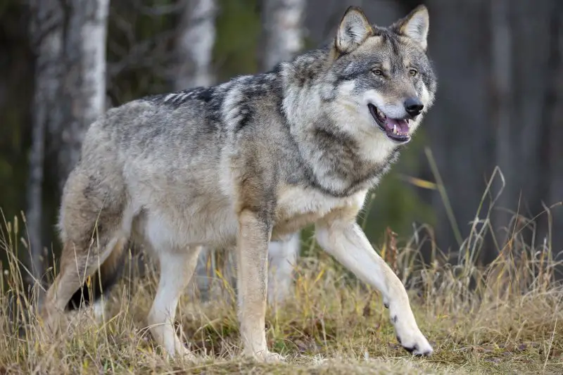 Gray Wolf in California
