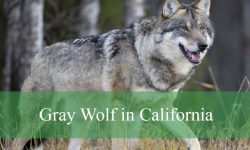 Gray Wolf in California: Size, Coat Color, and How to Identify One