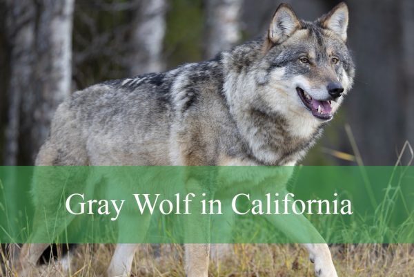 Gray Wolf in California