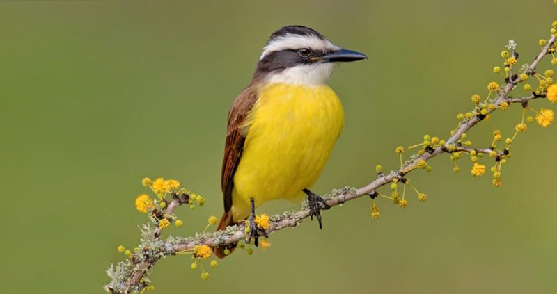 Birds with Yellow Bellies in Texas