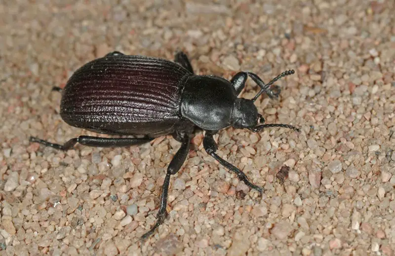 Types of Beetle Insects