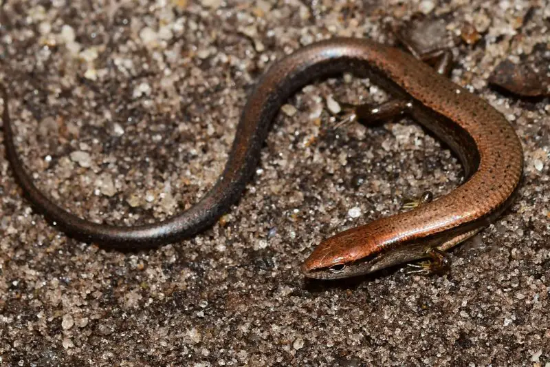 Lizards in South Carolina