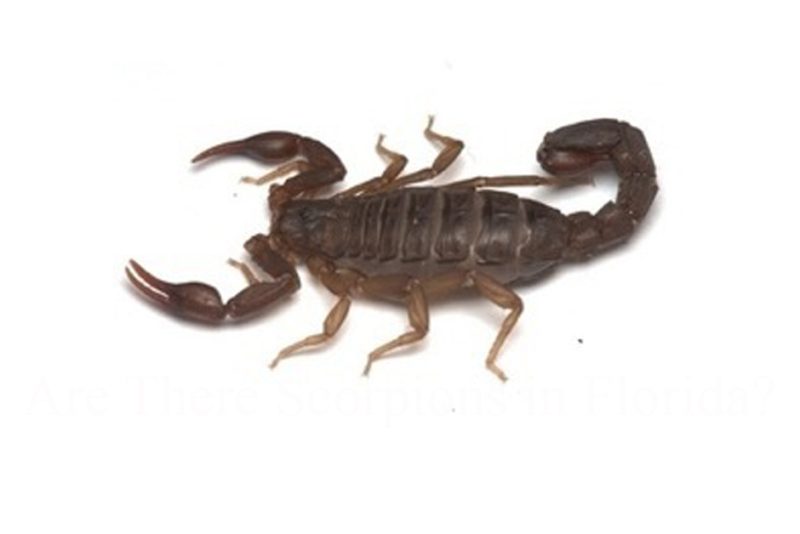 Are There Scorpions in Florida