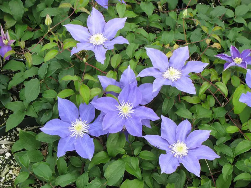 Types of Clematis Plants