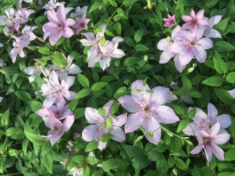 Types of Clematis Plants