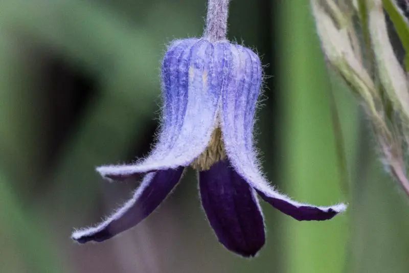 Types of Clematis Plants