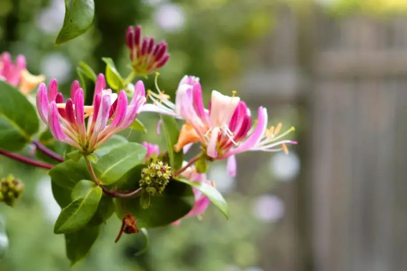 Types of Honeysuckle Plants