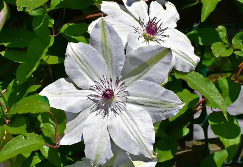 Types of Clematis Plants