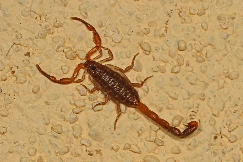 Are There Scorpions in Florida