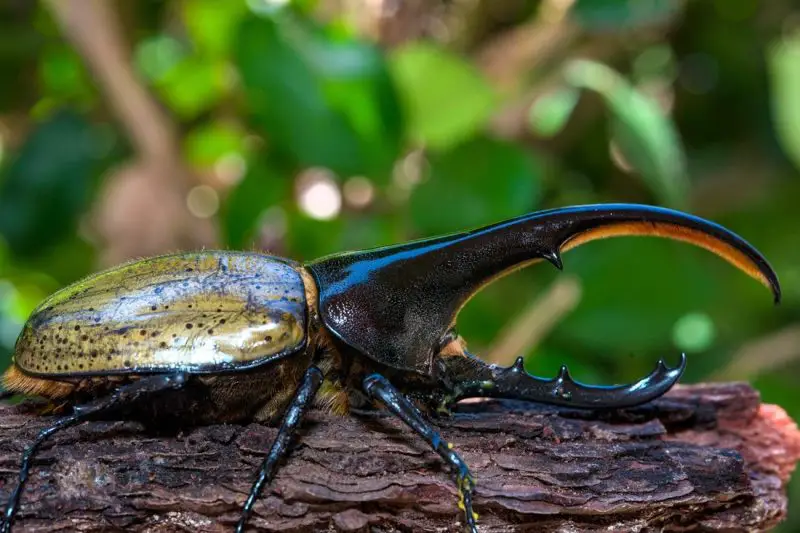 Types of Beetle Insects