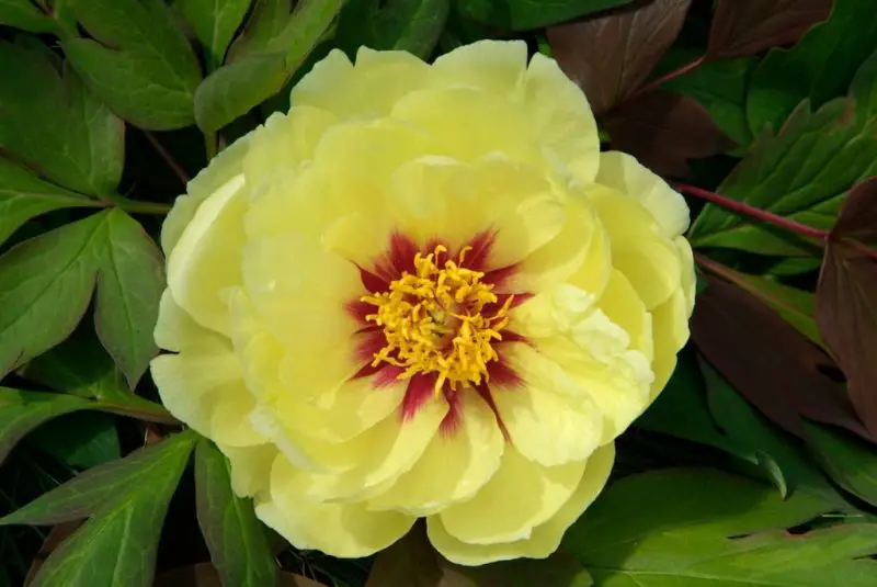 Yellow Peonies