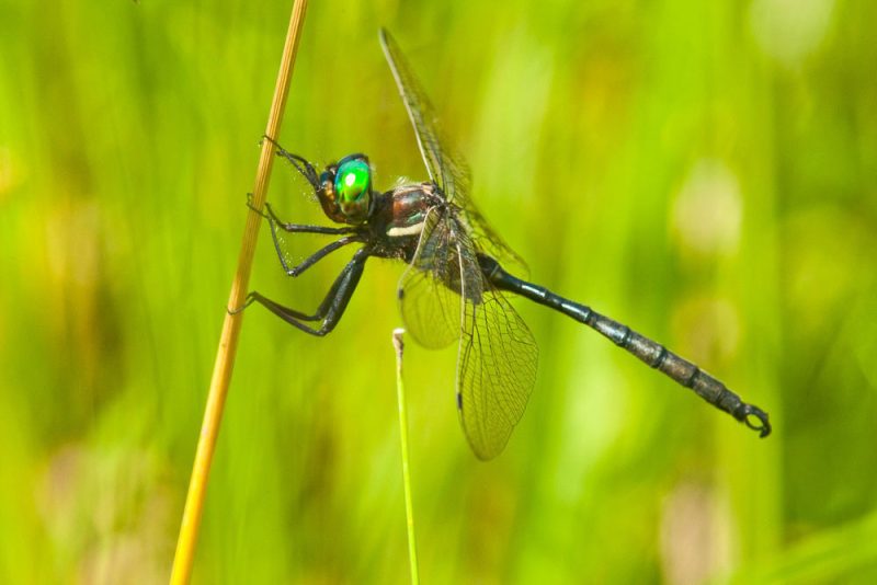 Dragonflies in Michigan