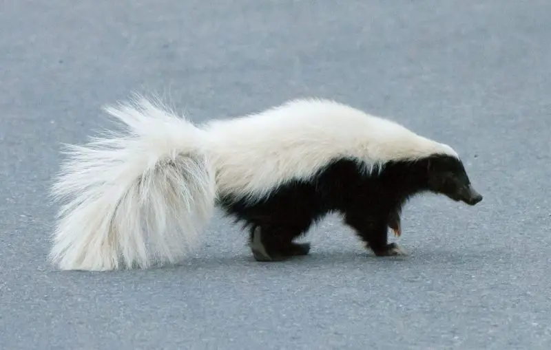 Skunks in Arizona