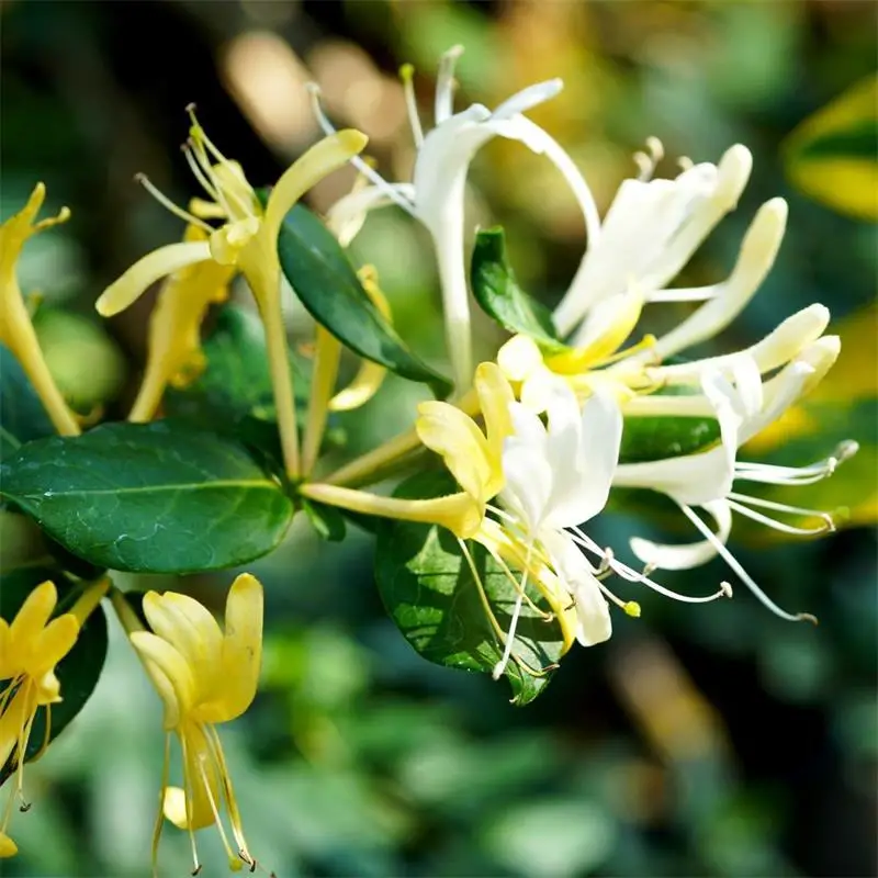Types of Honeysuckle Plants
