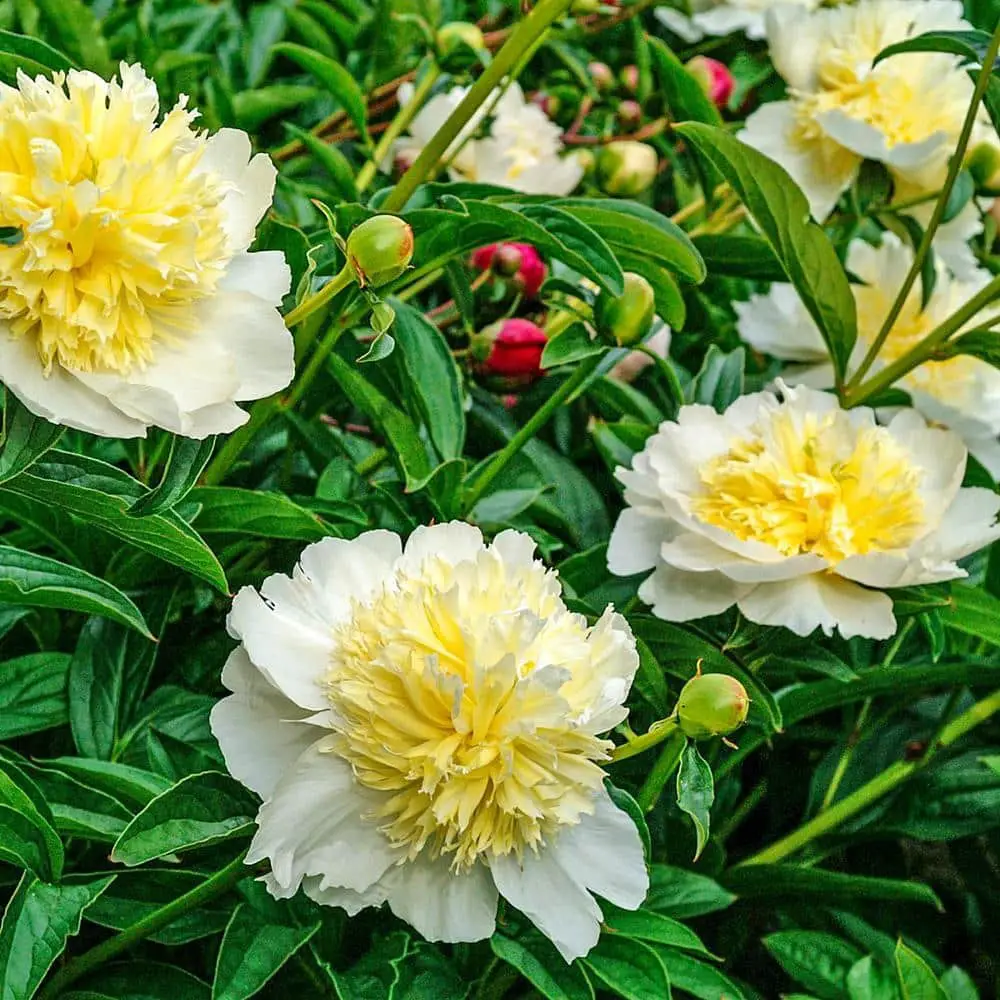 Yellow Peonies