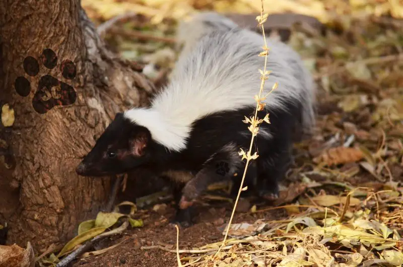 Skunks in Arizona