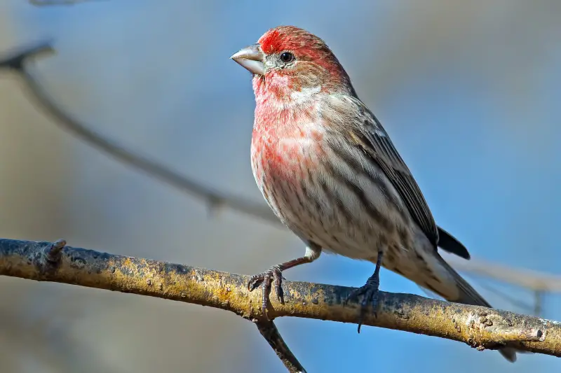 Birds in Nevada