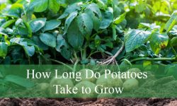 How Long Do Potatoes Take to Grow from Seed to Harvest