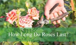 How Long Do Roses Last? Tips to Extend the Life of Your Blooms