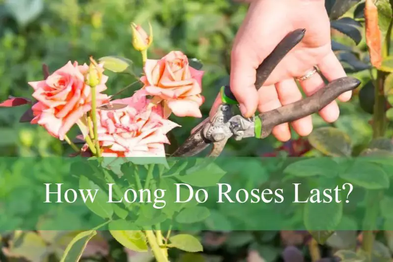 How Long Do Roses Last?