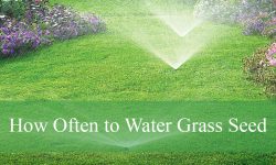 How Often to Water Grass Seed for Every Climate