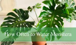 How Often to Water Monstera Indoors vs. Outdoors