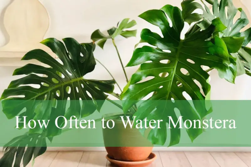 How Often to Water Monstera