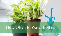 How Often to Water Pothos Indoors and Outdoors for Best Growth