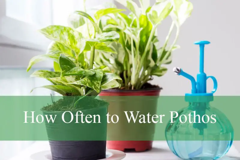 How Often to Water Pothos