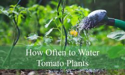 How Often to Water Tomato Plants for Juicy, Healthy Tomatoes